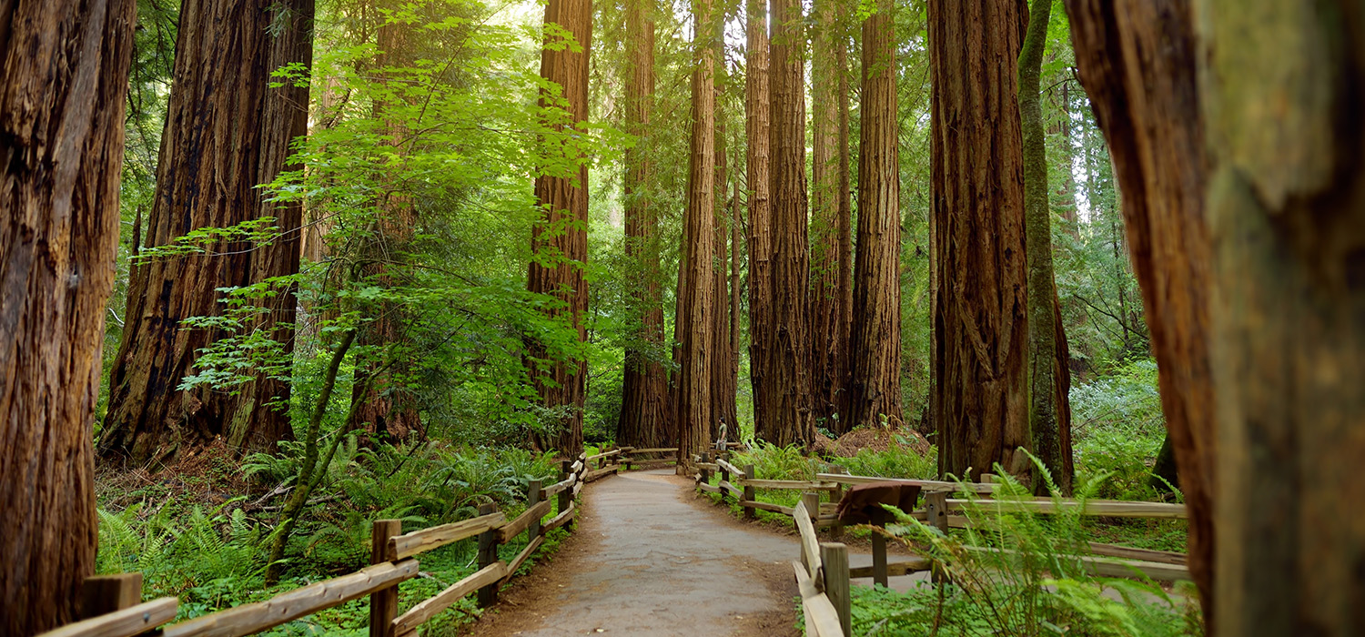 The Muir Woods Are A Blissful Break From The Hustle And Bustle Of The City Spend Joyous Days At Our Hotel Exploring The Adjacent Muir Woods